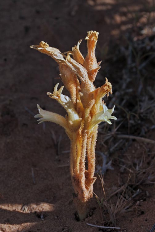 Orobanche fasciculata Orobanche fasciculata