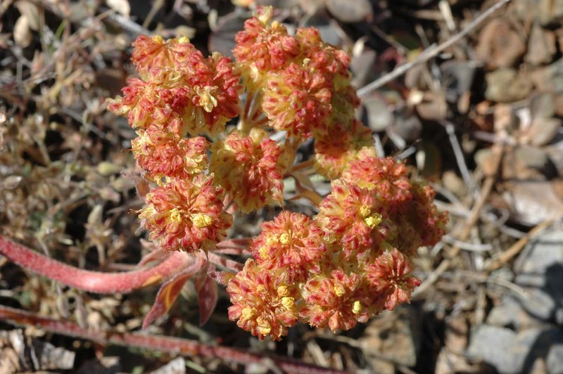 Eriogonum ursinum var. erubescens