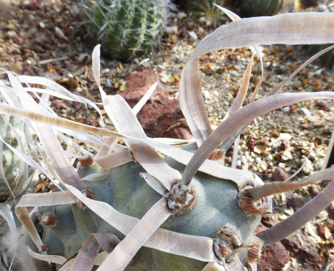 Tephrocactus articulatus var. papyracanthus