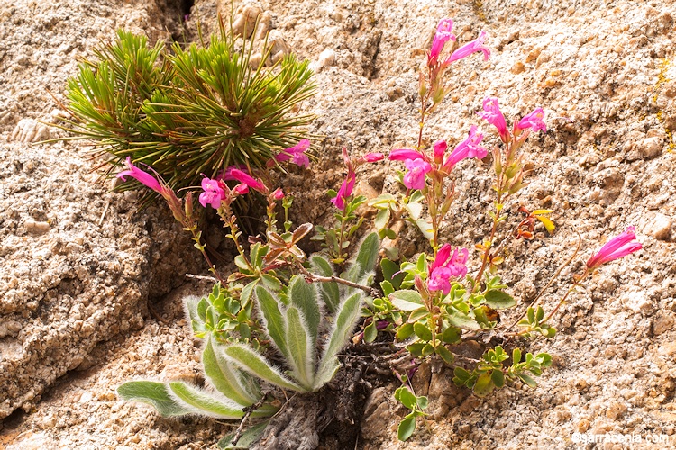 Penstemon newberryi var. newberryi