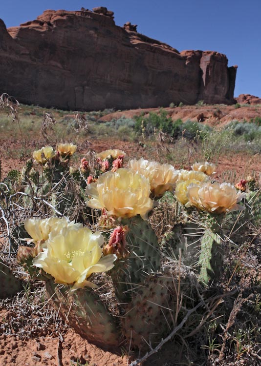 Opuntia erinacea Opuntia erinacea