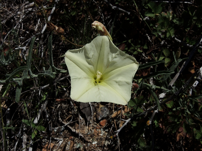 Calystegia vanzuukiae