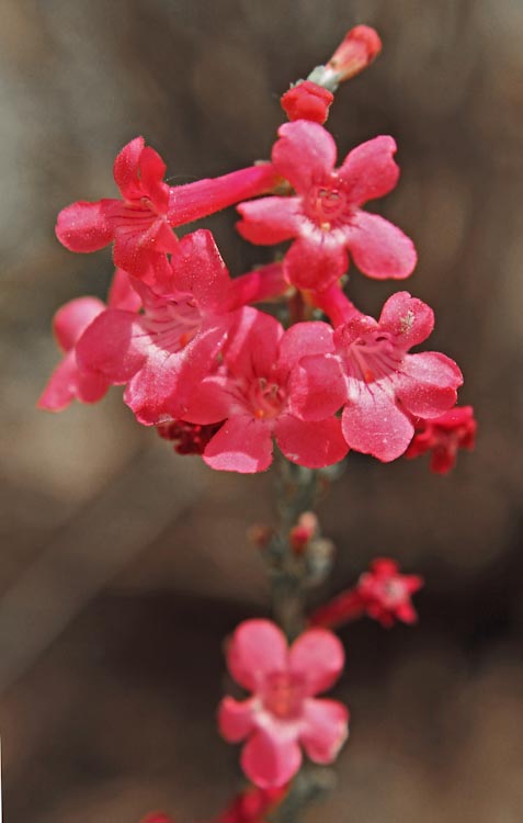 Penstemon utahensis