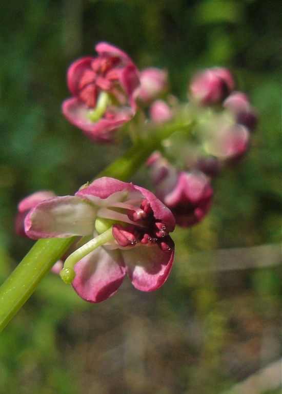 Pyrola asarifolia