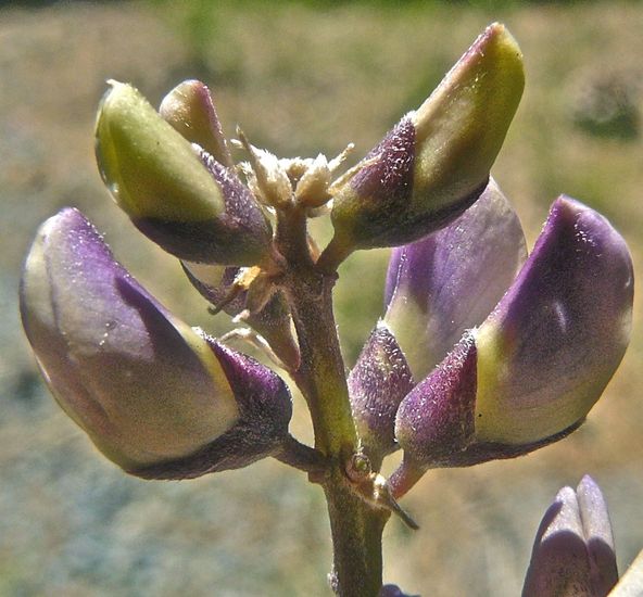 Lupinus apertus