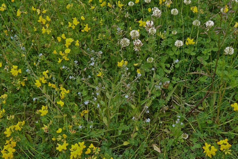 Myosotis arvensis