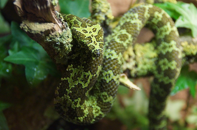 Protobothrops mangshanensis Protobothrops mangshanensis