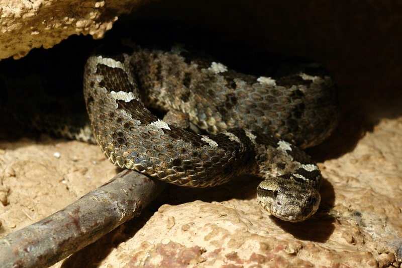 Crotalus aquilus Crotalus aquilus