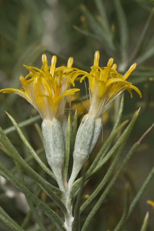 Tetradymia filifolia