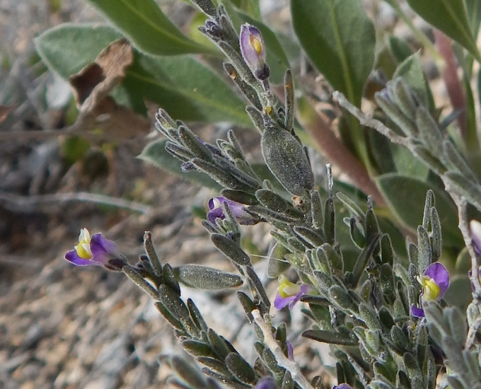 Hebecarpa macradenia var. macradenia Hebecarpa macradenia var. macradenia