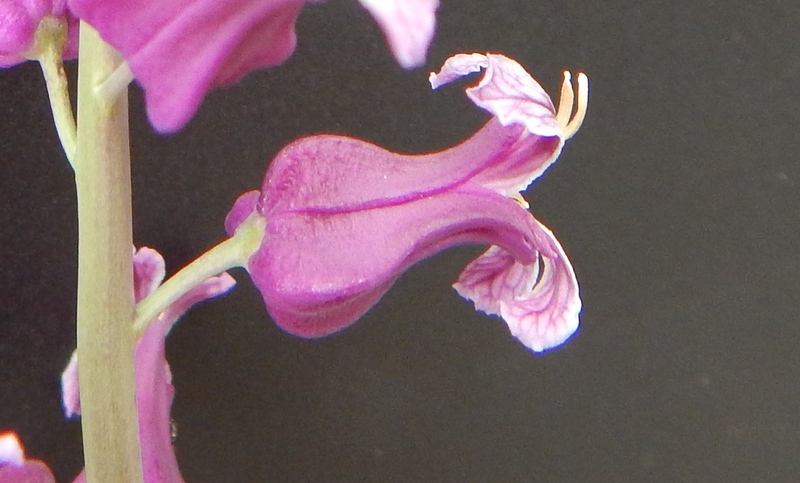 Streptanthus carinatus