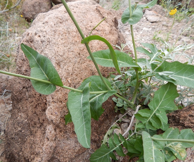 Streptanthus carinatus