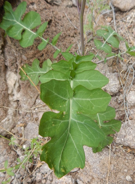 Streptanthus carinatus