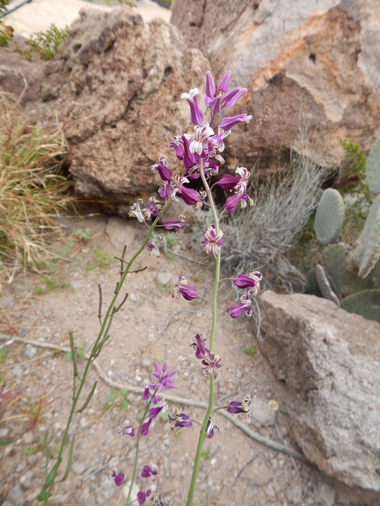 Streptanthus carinatus