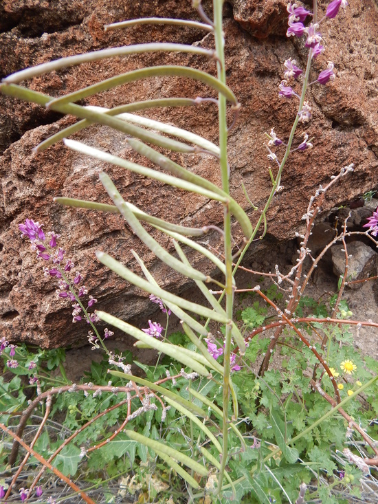 Streptanthus carinatus
