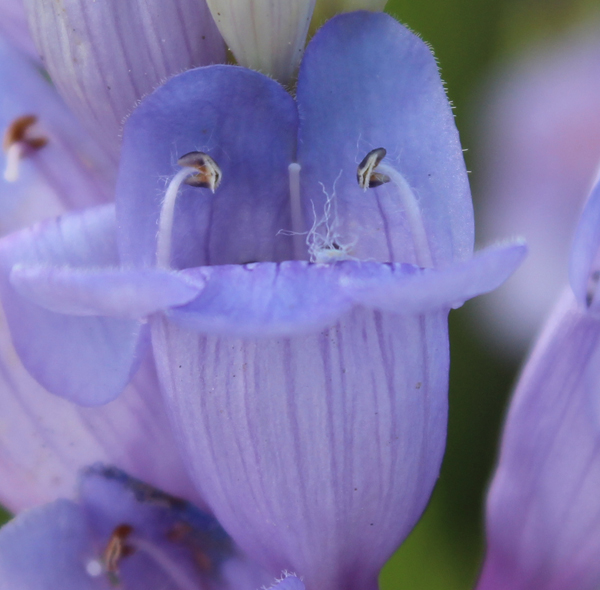 Penstemon venustus Penstemon venustus