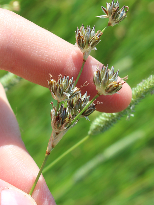 Juncus longistylis Juncus longistylis