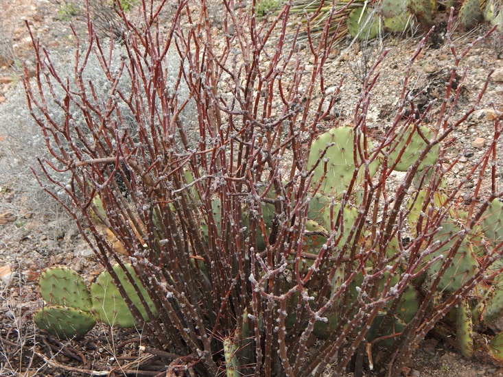 Jatropha dioica var. dioica