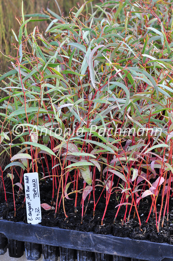 Eucalyptus sargentii Eucalyptus sargentii