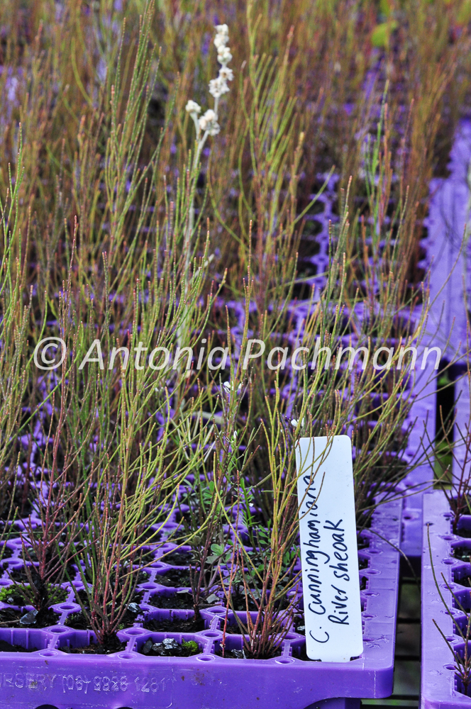Casuarina cunninghamiana Casuarina cunninghamiana