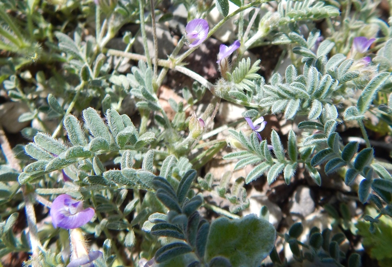 Astragalus terlinguensis