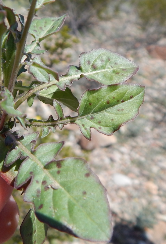 Oenothera tetraptera