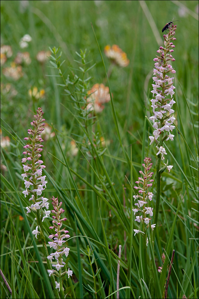 Gymnadenia odoratissima