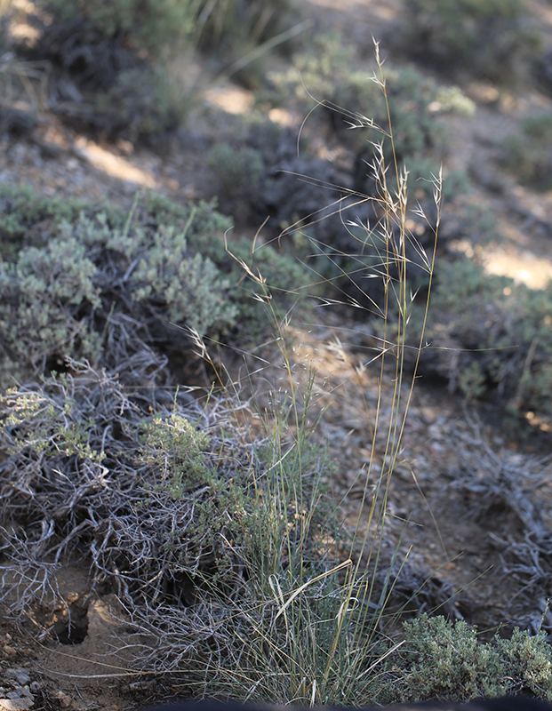 Stipa comata var. comata