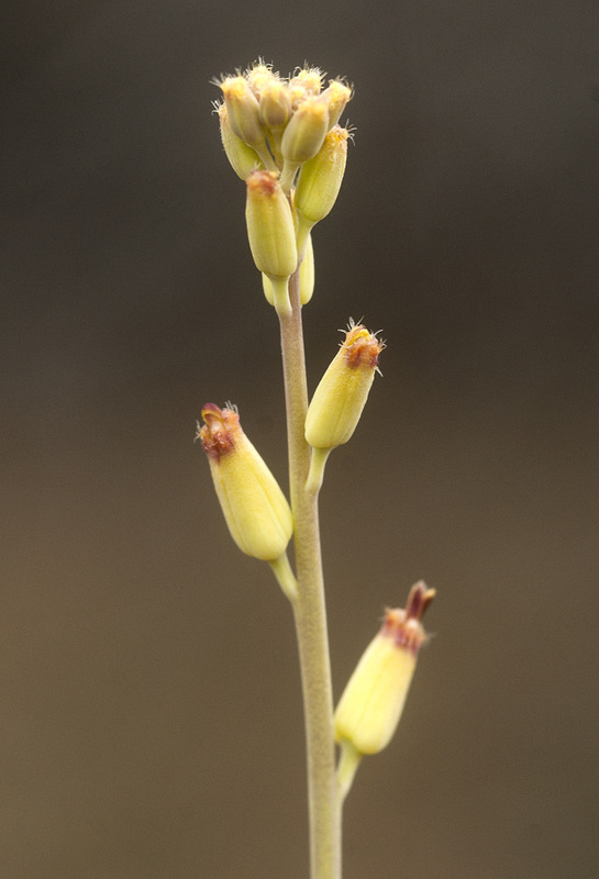 Streptanthus cordatus var. piutensis