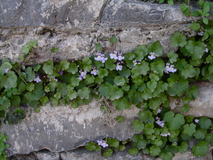 Cymbalaria muralis