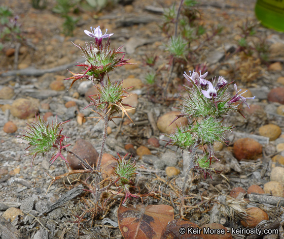 Navarretia hamata