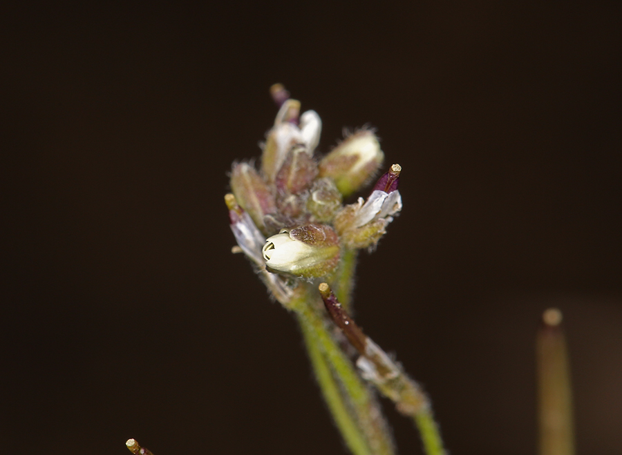 Transberingia bursifolia ssp. virgata Transberingia bursifolia ssp. virgata