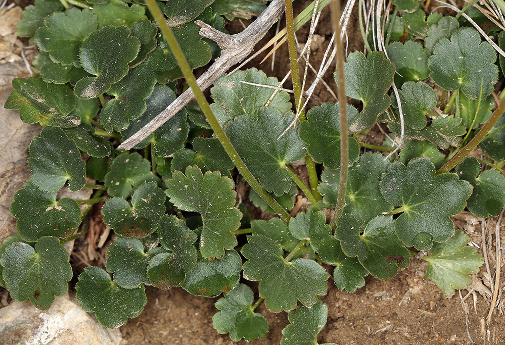 Heuchera parvifolia Heuchera parvifolia