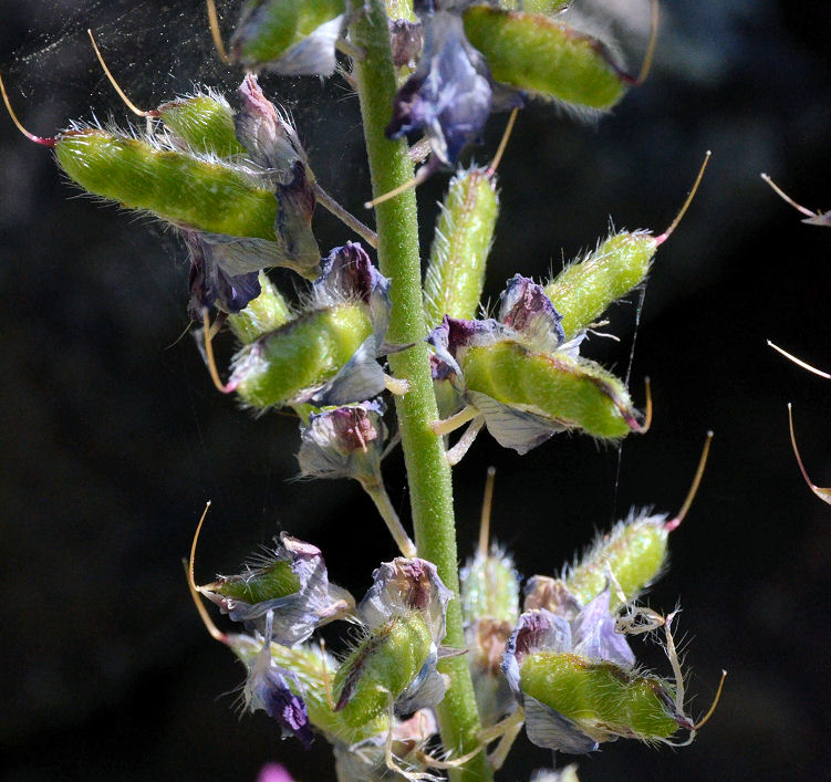 Lupinus benthamii