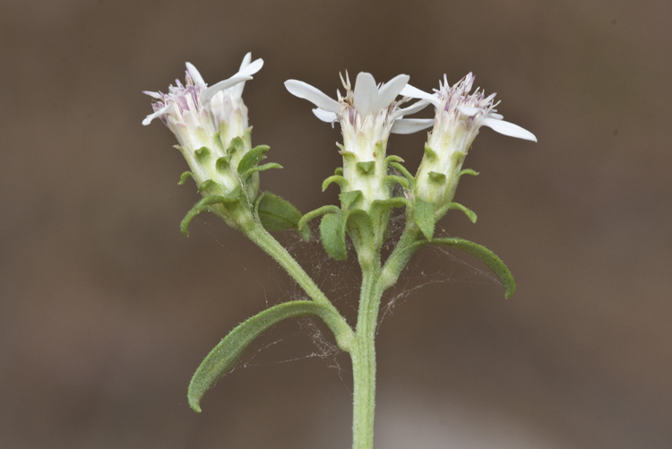 Sericocarpus asteroides