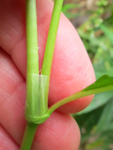Persicaria punctata