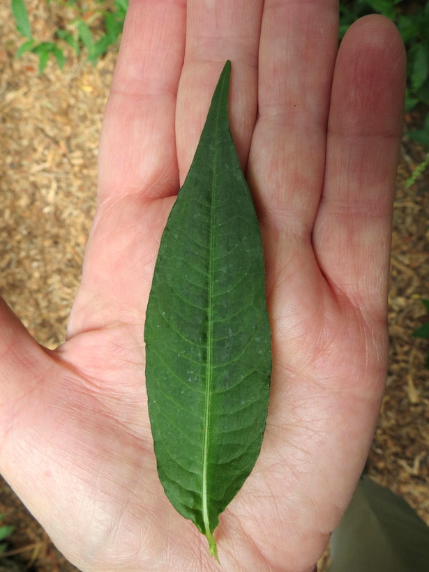 Persicaria punctata