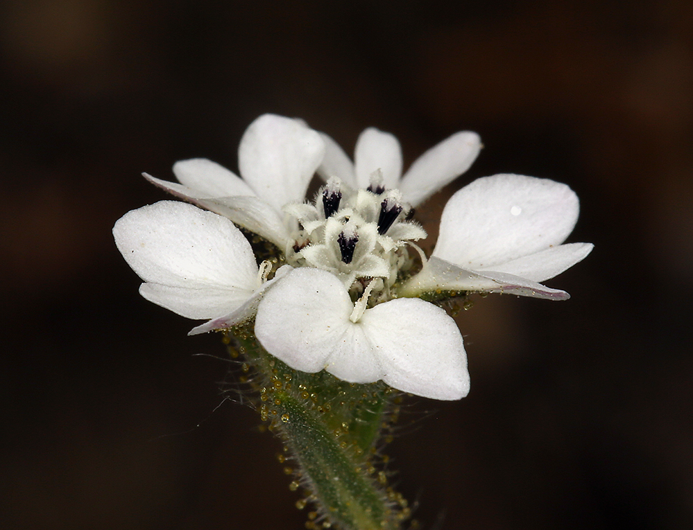 Hemizonia congesta ssp. luzulifolia