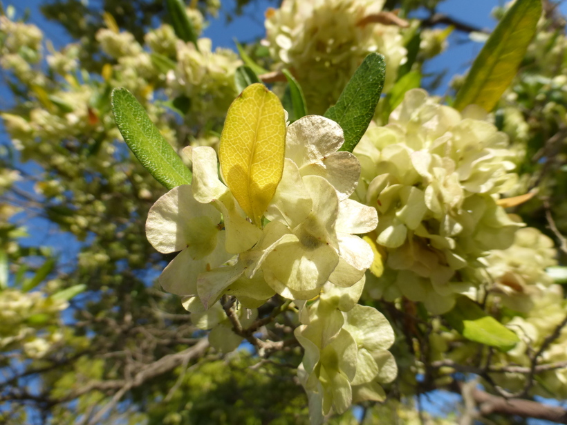 Dodonaea viscosa