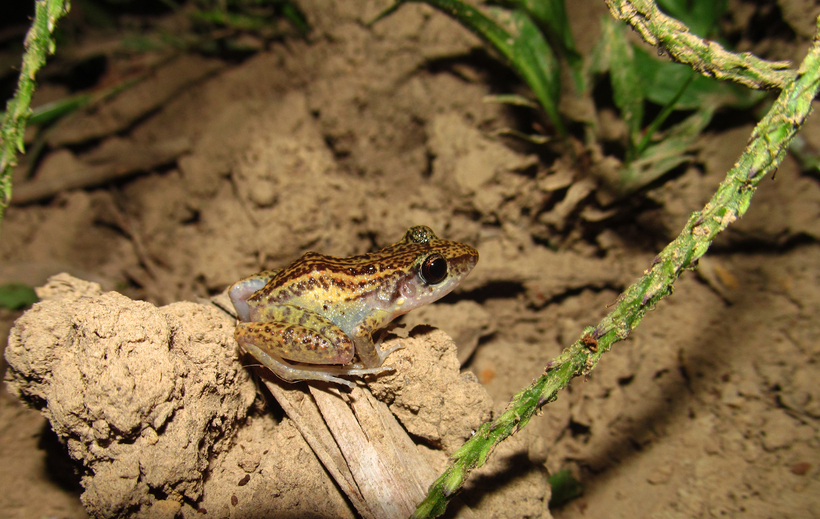 Eleutherodactylus goini