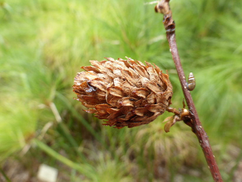 Betula lutea