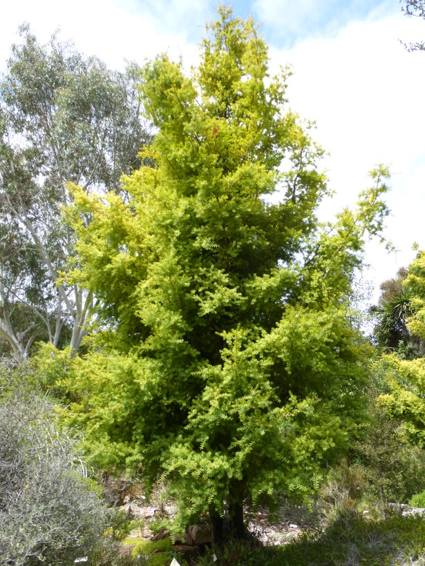 Podocarpus totara