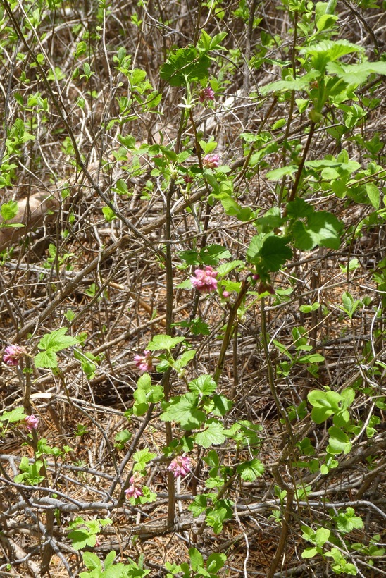 Ribes nevadense