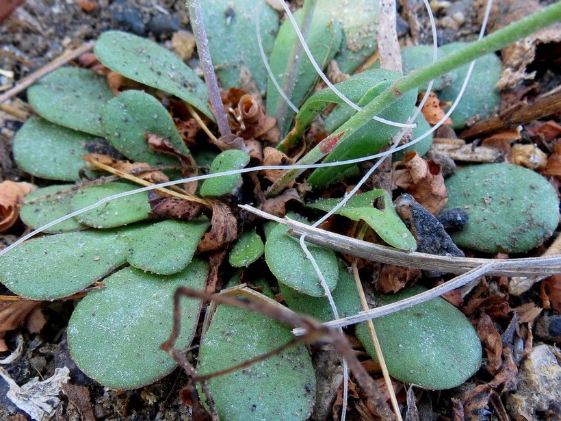 Limonium ramosissimum Limonium ramosissimum
