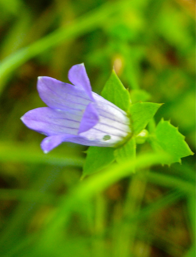 Heterocodon rariflorum