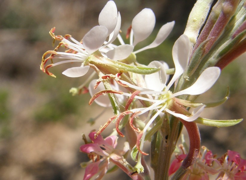 Oenothera suffrutescens Oenothera suffrutescens