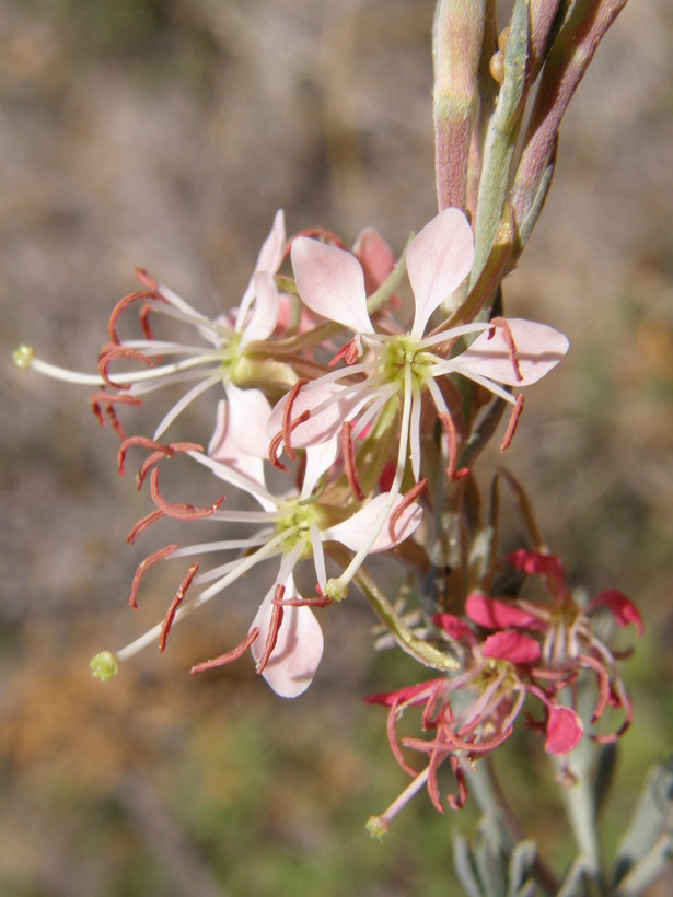Oenothera suffrutescens Oenothera suffrutescens
