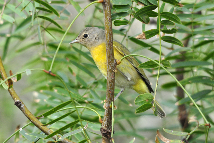 Leiothlypis ruficapilla