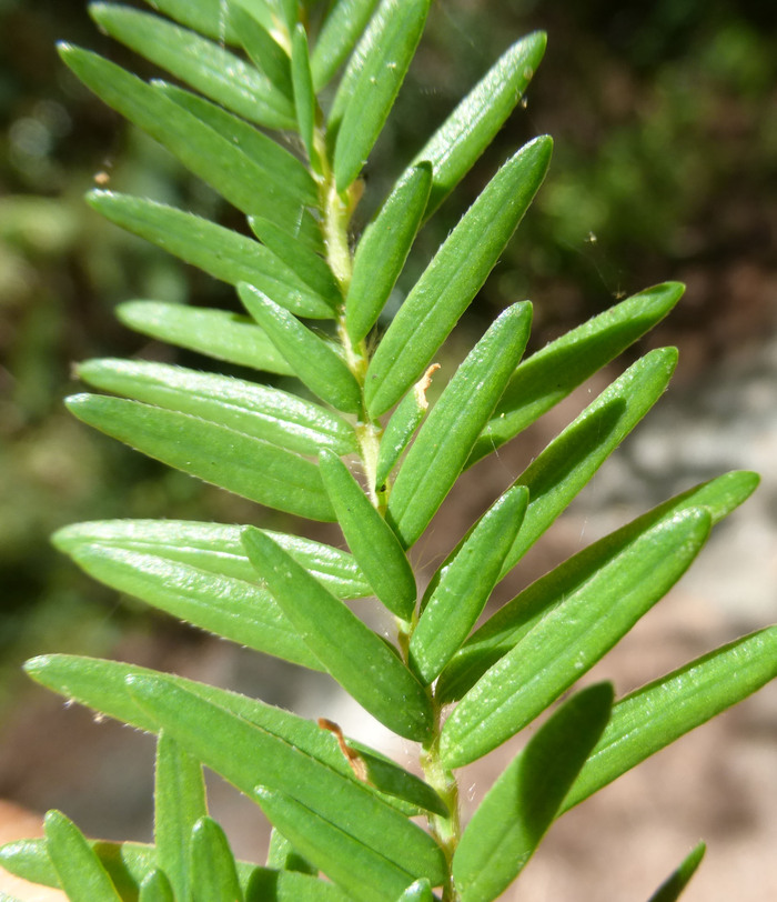 Tsuga heterophylla