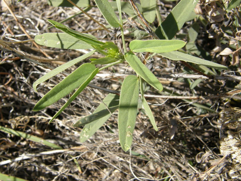 Senna roemeriana Senna roemeriana